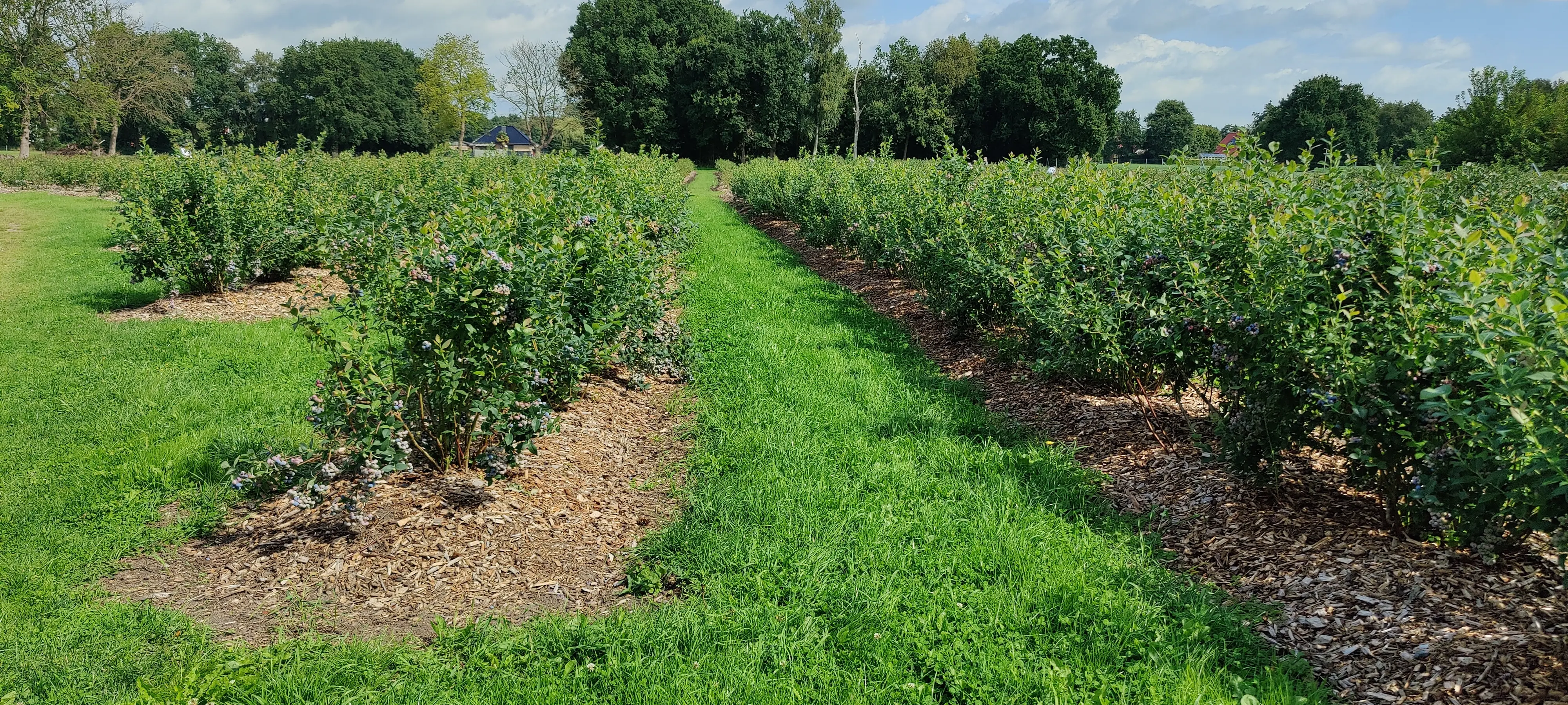 gepflegte Wege in der Blaubeerplantage
