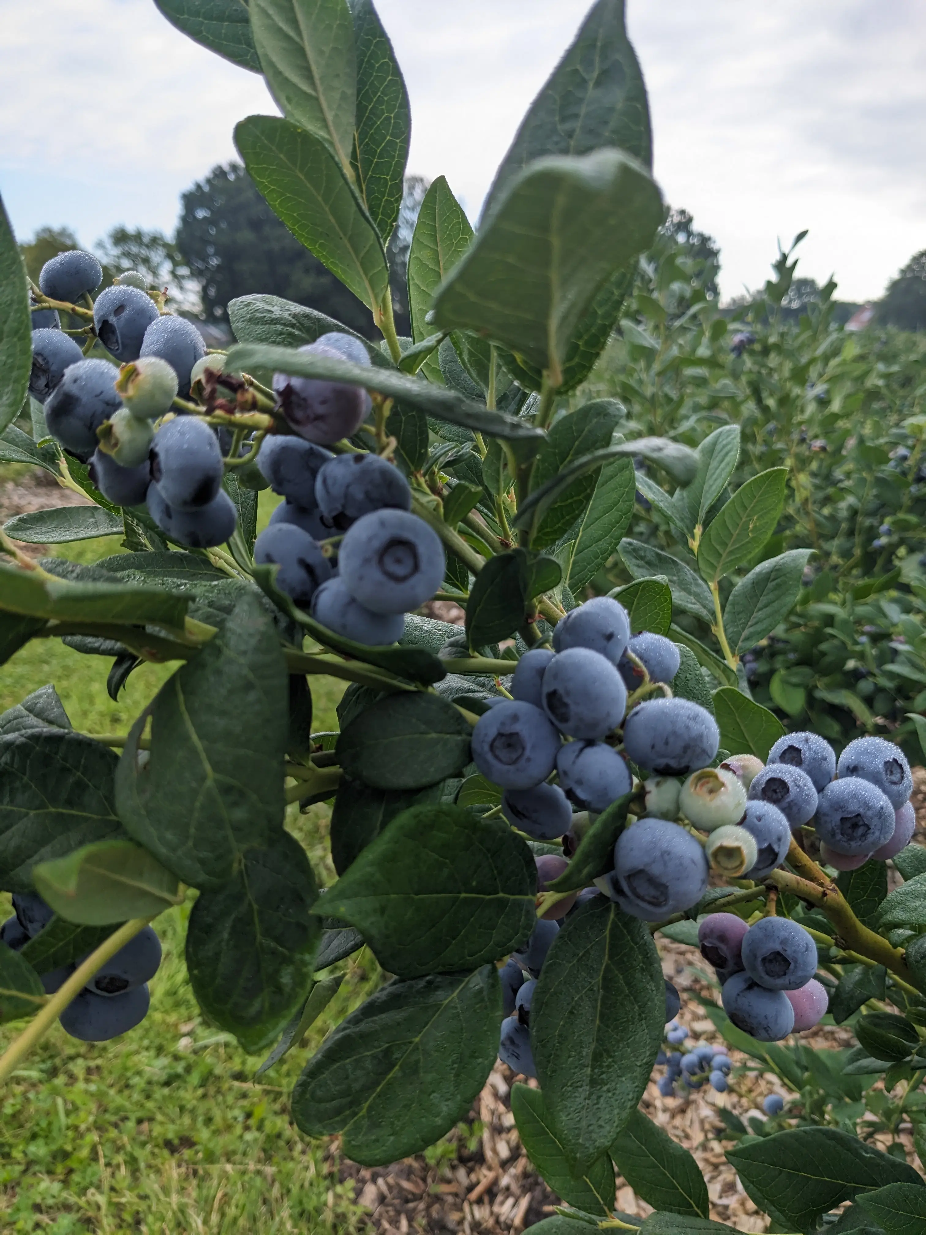 Blaubeeren Selbstpflücken
