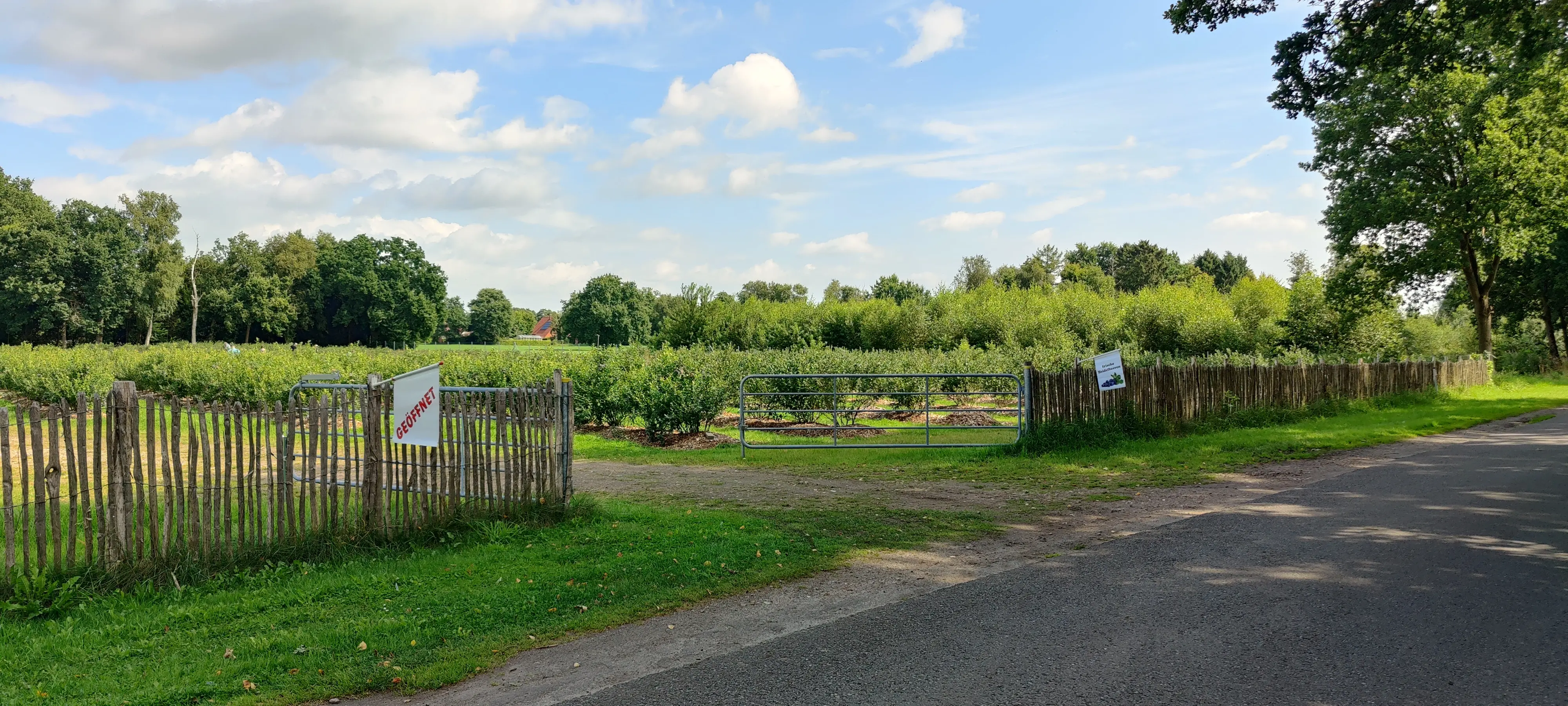 Zufahrt zur Blaubeerplantage Auf Klostermoor