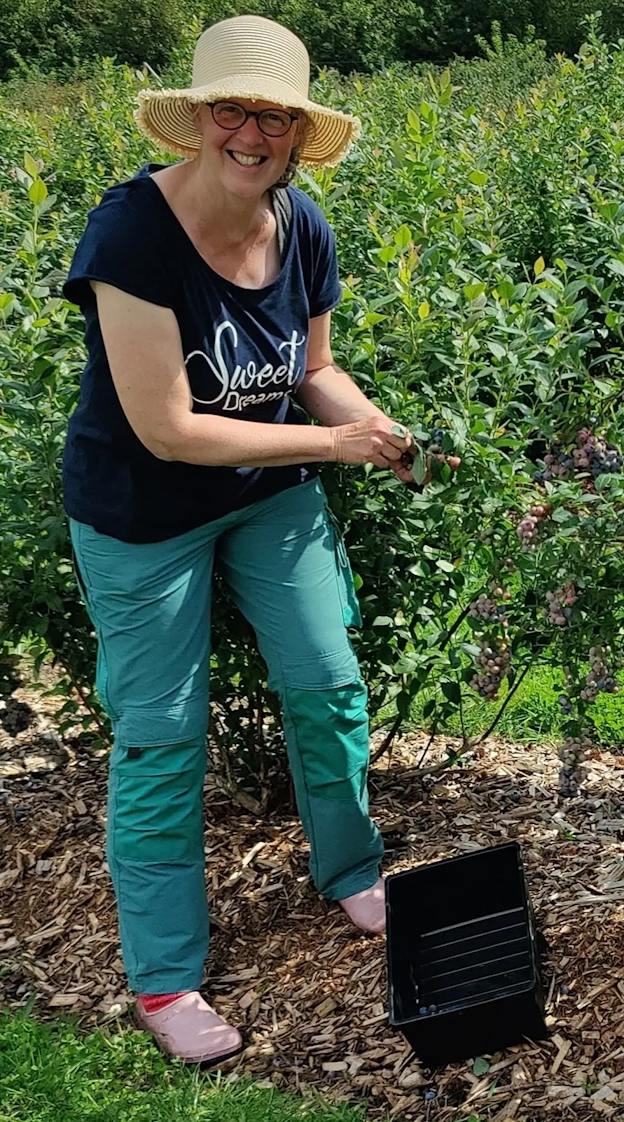 Blaubeeren Selbstpflücken Auf Klostermoor