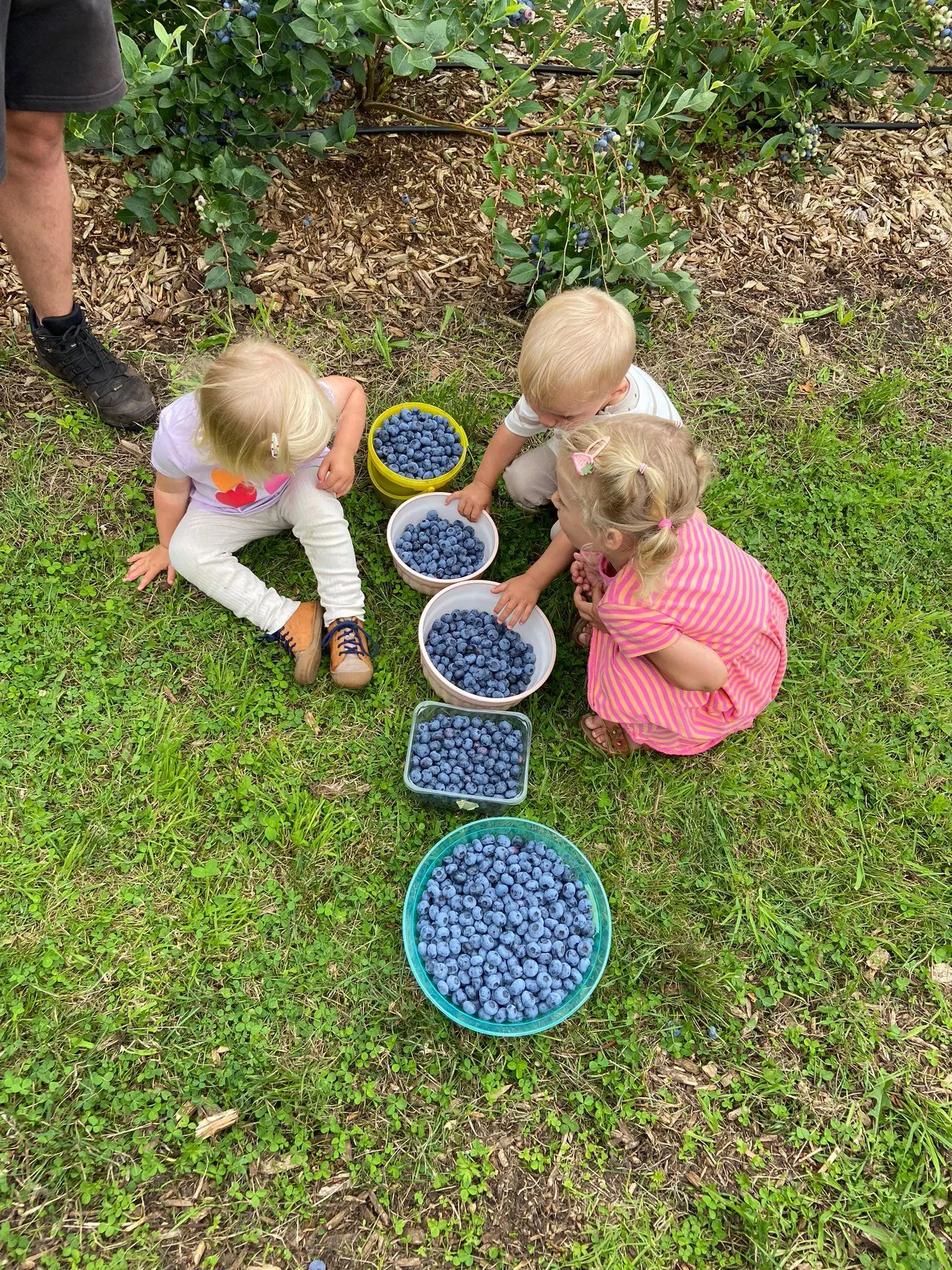 Blaubeeren Selbstpflücken Auf Klostermoor